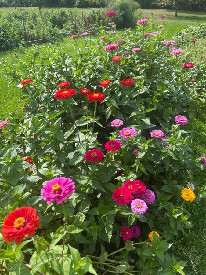 Dodds Brick House Bed & Breakfast North Hero Bagian luar foto
